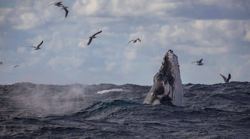 Whale Watching in Rocky Point