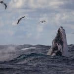 Whale Watching in Rocky Point