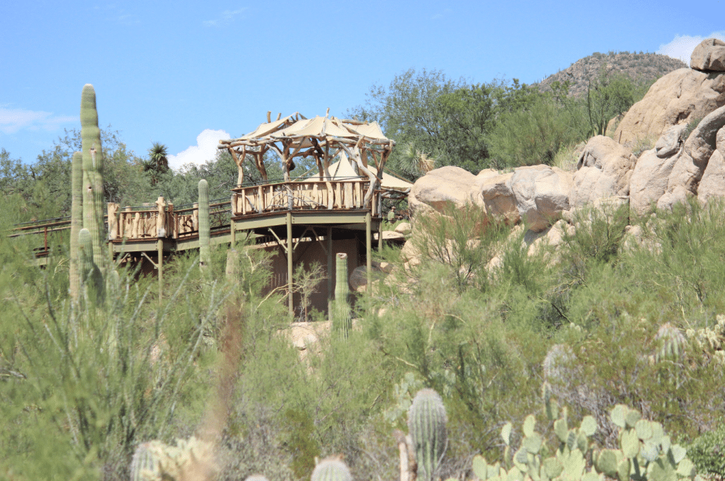 How to Plan a Group Visit to the Arizona-Sonora Desert Museum: Charter Bus Travel Made Easy