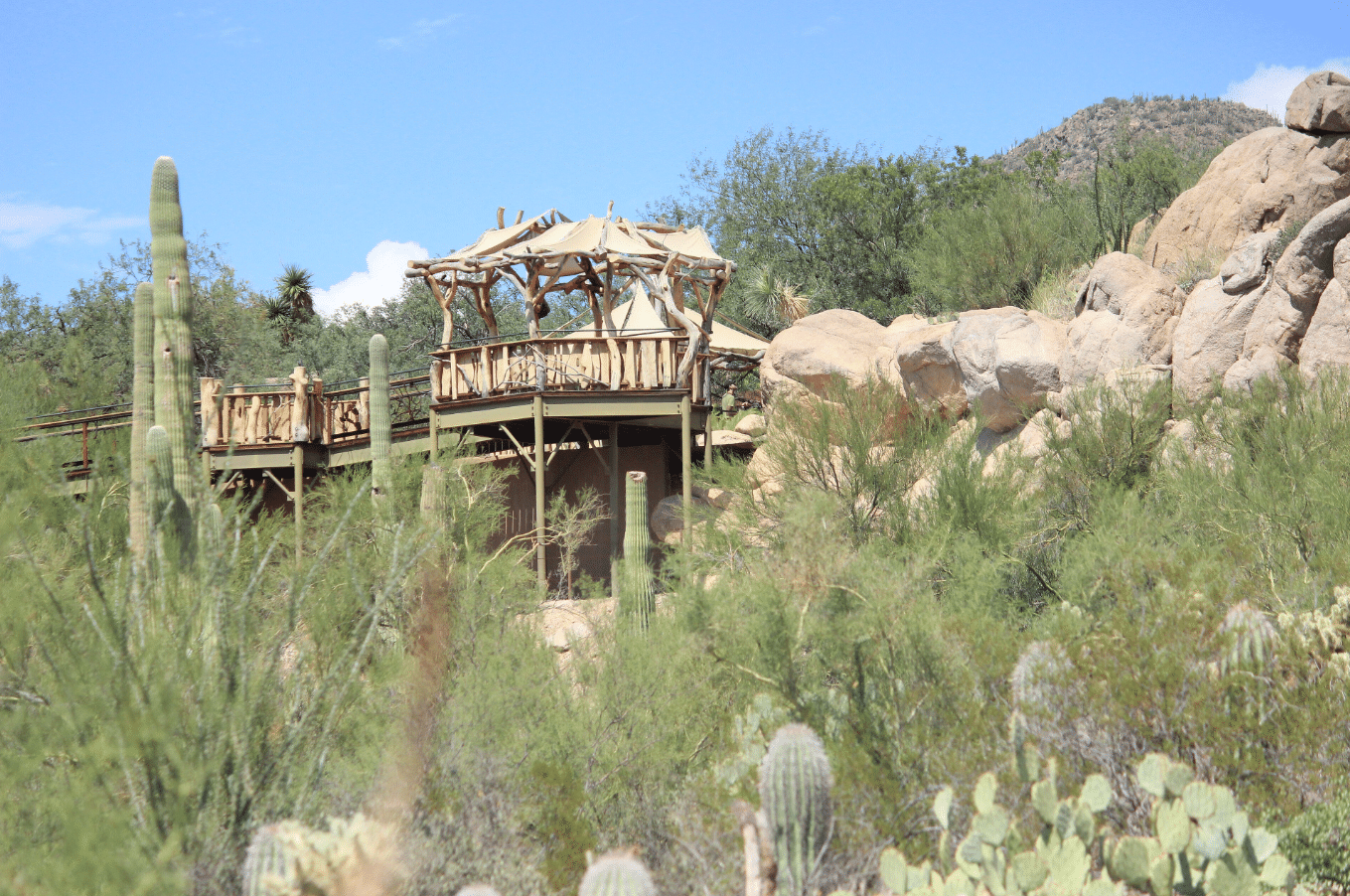 How to Plan a Group Visit to the Arizona-Sonora Desert Museum: Charter Bus Travel Made Easy
