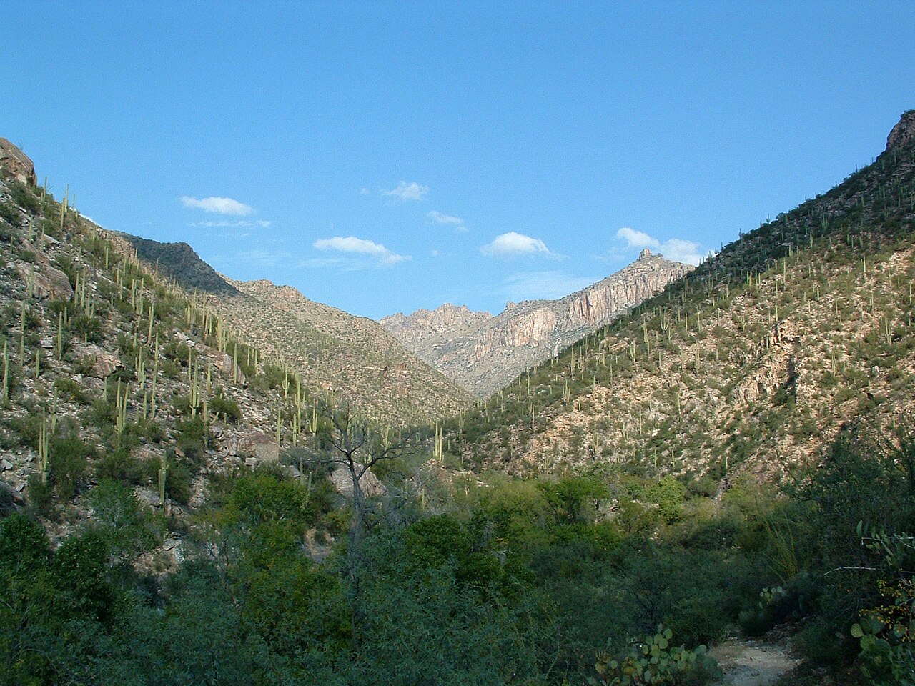 Enjoy Group Birdwatching & Tours at Sabino Canyon in Tucson, AZ – Rent a Charter Bus